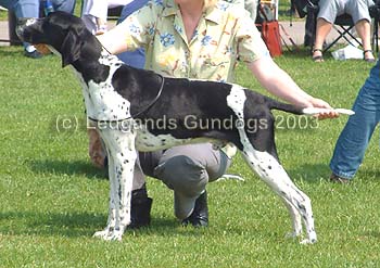 2nd Post Graduate Dog